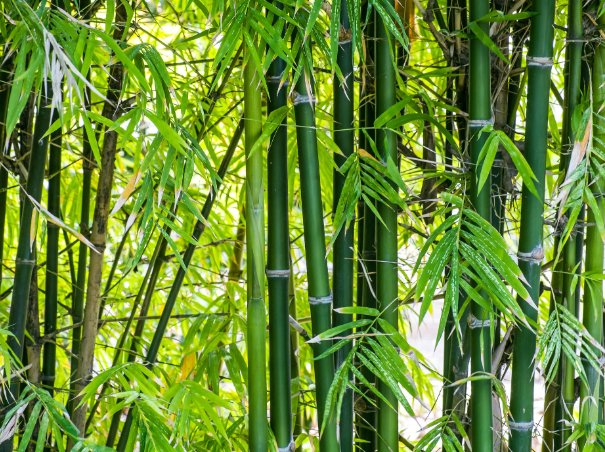 Bambuswolle: Ein grünes Juwel für Stricker und Häkler - BaryWoll