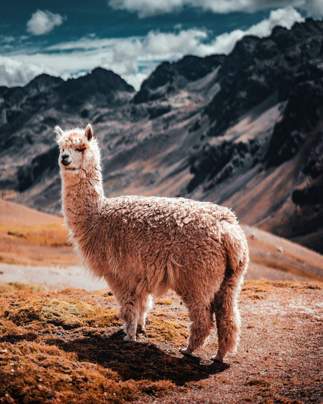 Alpaka-Wolle: Das Gold der Anden für Stricker und Häkler - BaryWoll